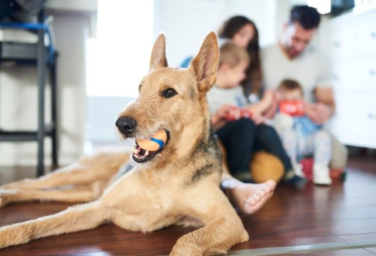 indoor air quality with pets